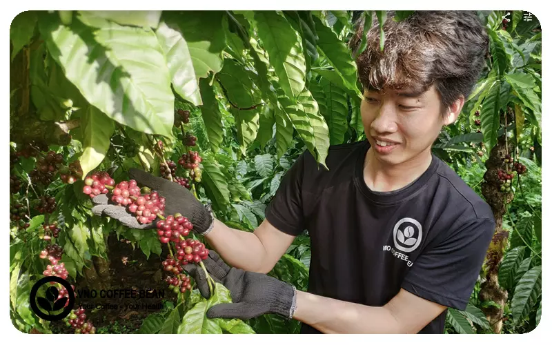 Hạt cà phê ở VNO Coffee Bean được chọn hái trái chín từ vườn cà phê canh tác hữu cơ