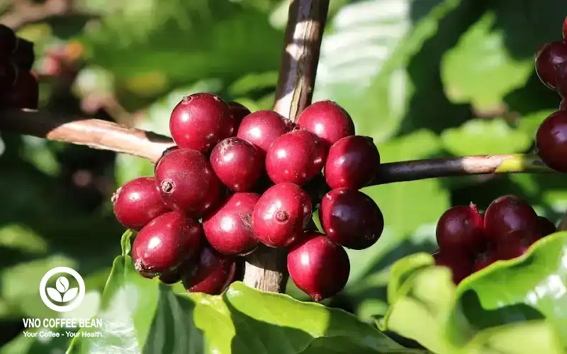 Cây cà phê hữu cơ của VNO Coffee Bean