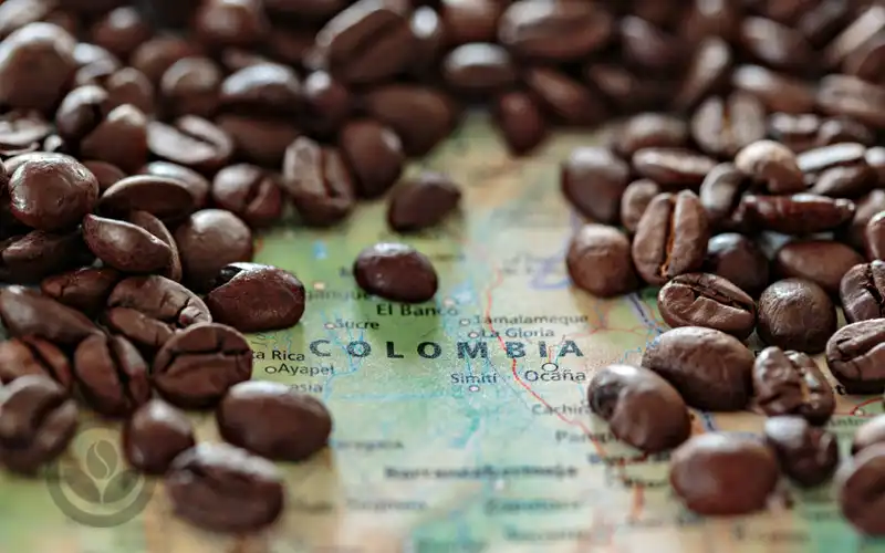 ☕ Colombia Supremo - Caribe Washed - Mùa vụ mới 2025 góp mặt cùng VNO COFFEE BEAN