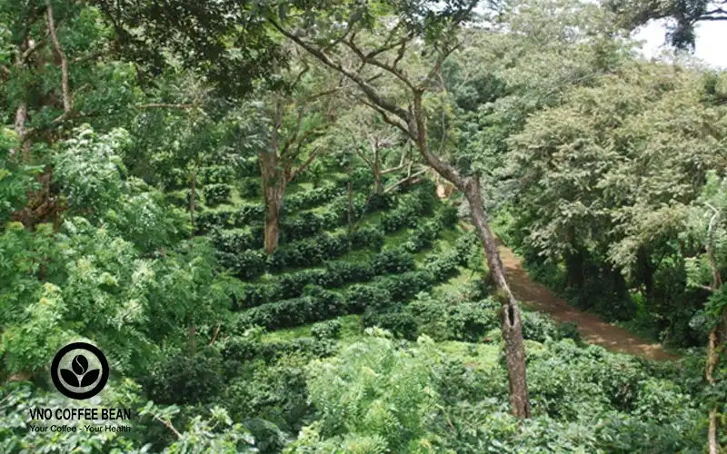 Khám Phá Cà Phê Robusta Hương Rừng Của Vno Coffee Bean