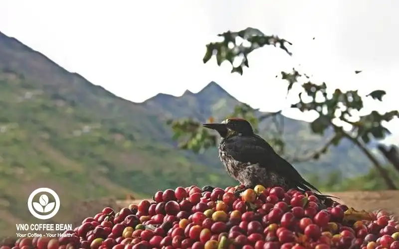Vietnam Organic Coffee Bean - Cà Phê Hữu Cơ Trong Tầm Tay