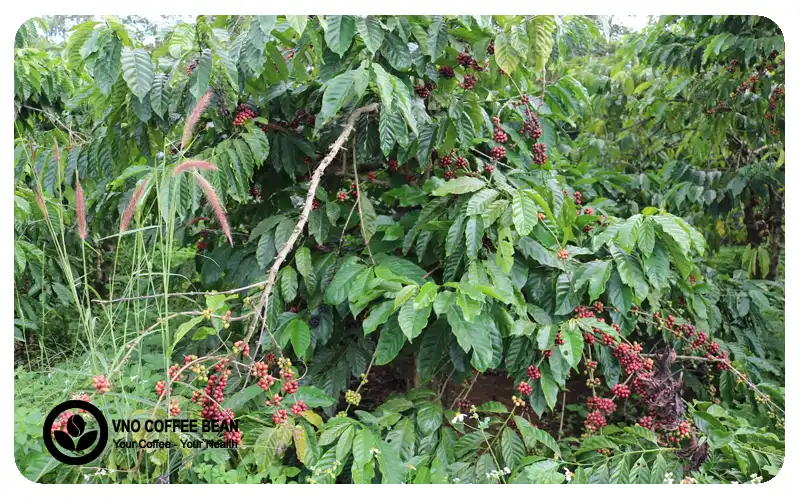 Vườn cà phê canh tác theo hướng hữu cơ tự nhiên của VNO Coffee Bean