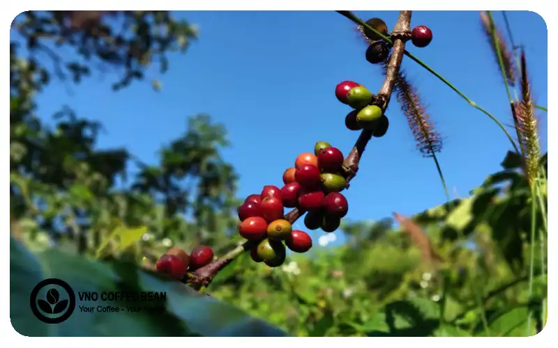 Trái cà phê trồng hữu cơ chín cây tự nhiên của VNO COFFEE BEAN (VIỆT NAM ORGANIC COFFEE BEAN)