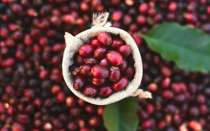 The Origins of Organic Coffee