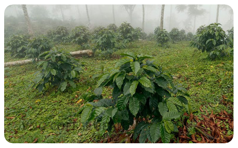 cây con phát triển tự nhiên trong vườn cà phê hữu cơ của VNI Coffee Bean