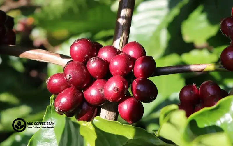 VNO COFFEE BEAN - PHAND ROASTED COFFEE