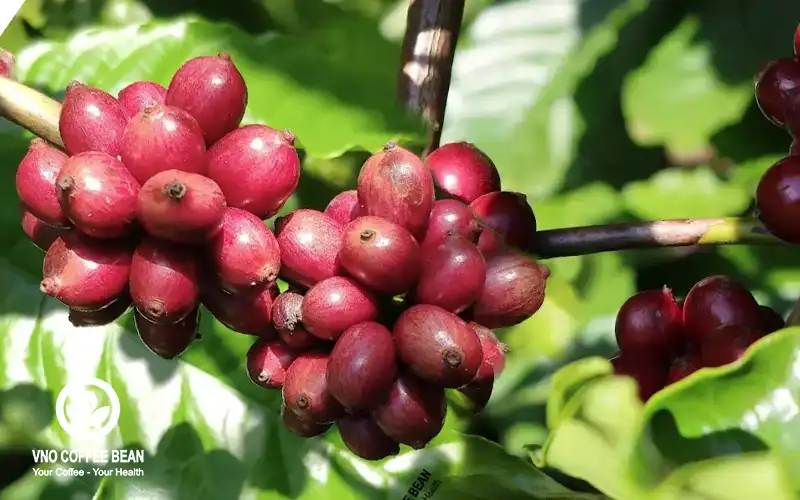 3 Loại Cà Phê Hữu Cơ Phổ Biến Ở Việt Nam