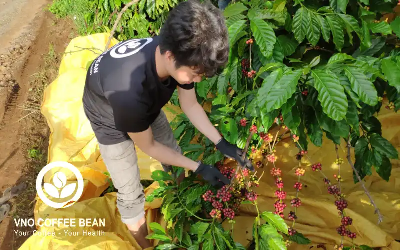 Hạt cà phê ở VNO Coffee Bean được chọn hái trái chín từ vườn cà phê canh tác hữu cơ