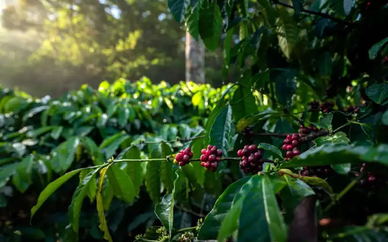 cà phê hữu cơ
