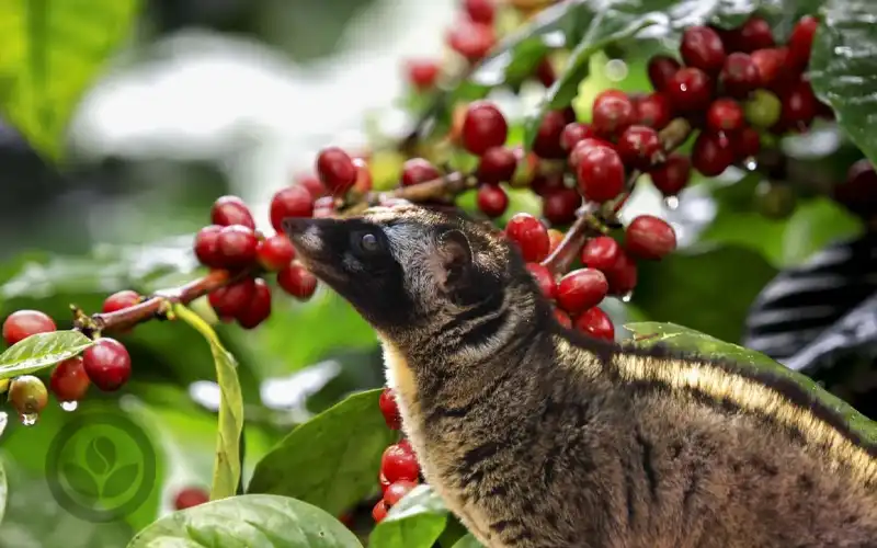 Cà Phê Chồn - Góc Nhìn Đa Chiều Từ VNO COFFEE BEAN