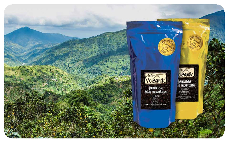 cà phê Jamaica Blue Mountain