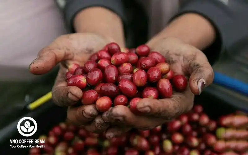Cà Phê Hữu Cơ Là Gì Và Tiêu Chí Của Cà Phê Chuẩn Hữu Cơ