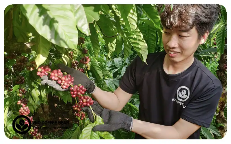 CHỌN GIỐNG THUẦN CHỦNG (GIỐNG CŨ), CANH TÁC TRÊN VÙNG ĐẤT HỮU CƠ TỰ NHIÊN