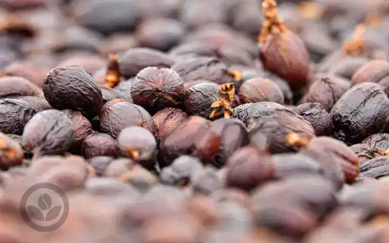 Cà phê hữu cơ lên men tự nhiên – Vietnam Organic Fermented Robusta cùng VNO COFFEE BEAN