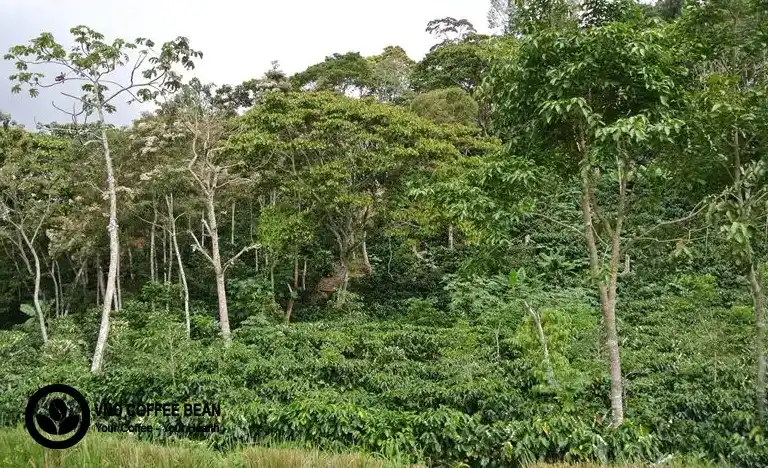 Cà Phê Trồng Hữu Cơ Xu Hướng Tiêu Dùng Hiện Đại Và Sự Tất Yếu Của Nền Nông Nghiệp Hữu Cơ Bền Vững