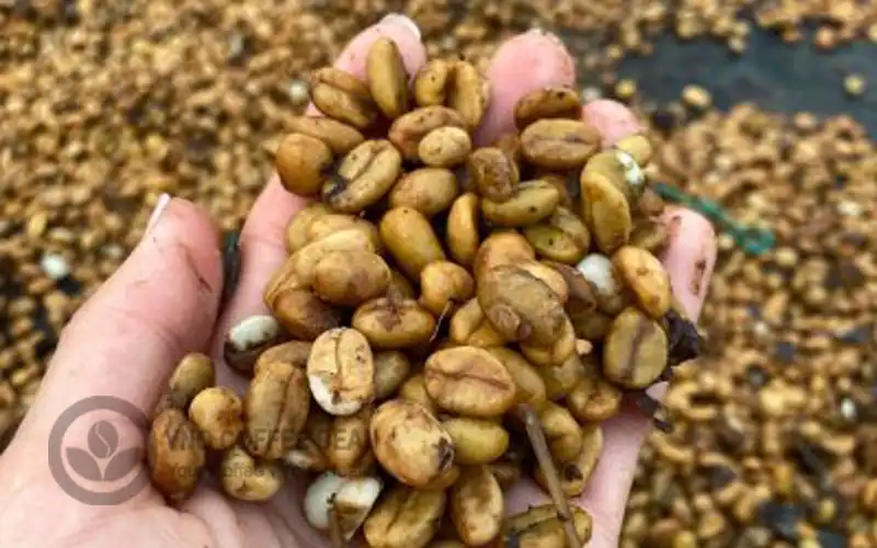 Hạt cà phê lên men trái cây