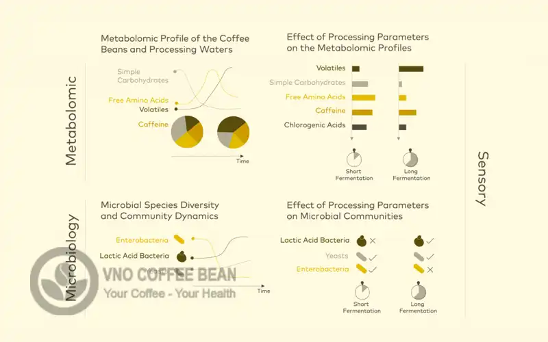the fermentation effects