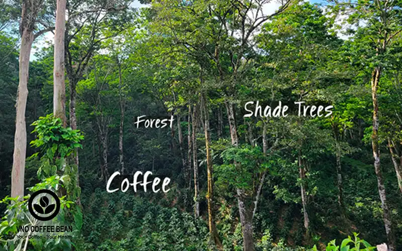 CÀ PHÊ ROBUSTA HƯƠNG RỪNG của VNO Coffee Bean