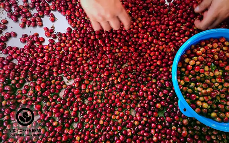 Cây cà phê hữu cơ của VNO Coffee Bean