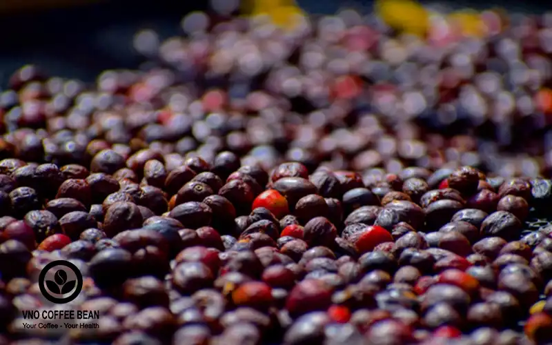 Cây cà phê hữu cơ robusta
