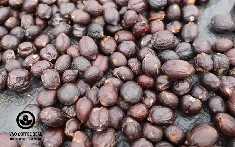 Cây cà phê hữu cơ