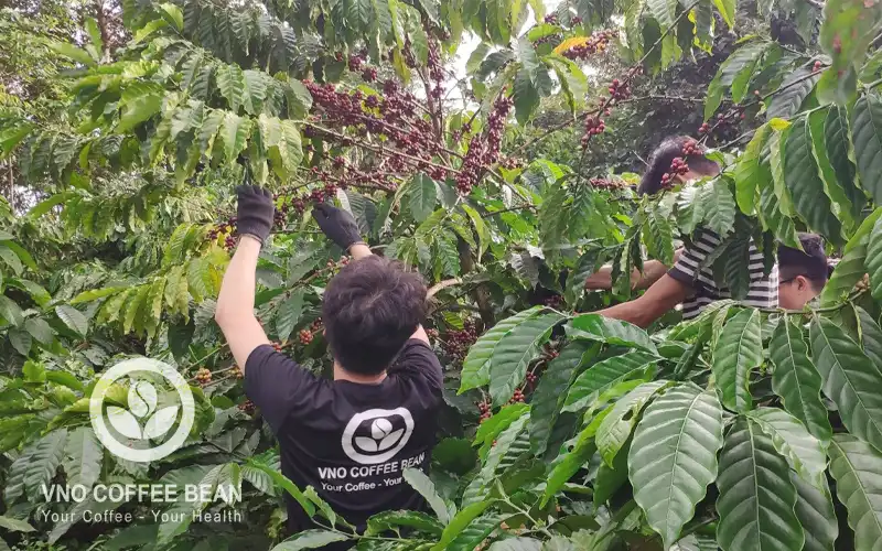 CHỌN CÀ PHÊ HỮU CƠ (ORGANIC COFFEE) LÀ VUN TRỒNG CÂY CÀ PHÊ CHẤT LƯỢNG CAO VÀ PHỦ XANH HÀNH TINH NÀY
