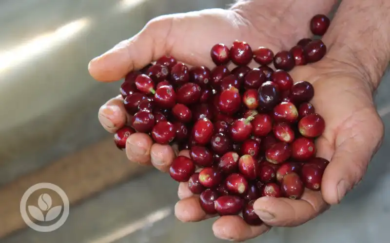Hình ảnh cà phê trái chín đỏ
