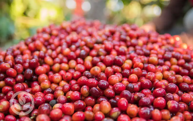 Cà phê trái chín – Bí mật hương vị trọn vẹn cùng VNO COFFEE BEAN