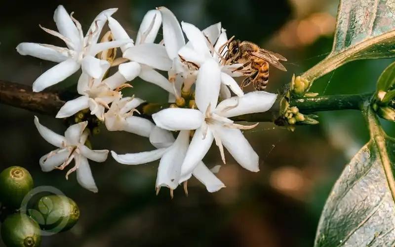 Vẻ đẹp và cấu trúc cây cà phê Arabica
