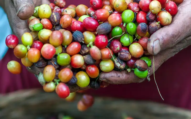 Thu hoạch cà phê theo phương pháp thủ công