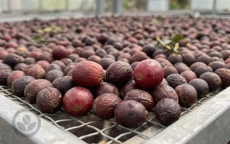 Fine Robusta Natural - 100% Trái Chín Phơi Giàn cùng VNO COFFEE BEAN