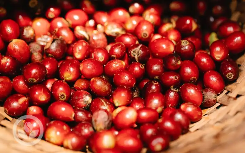 Cà phê Fine Robusta Natural 100% trái chín