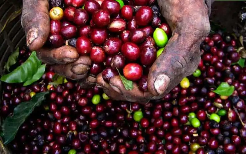fruit-fermented-coffee