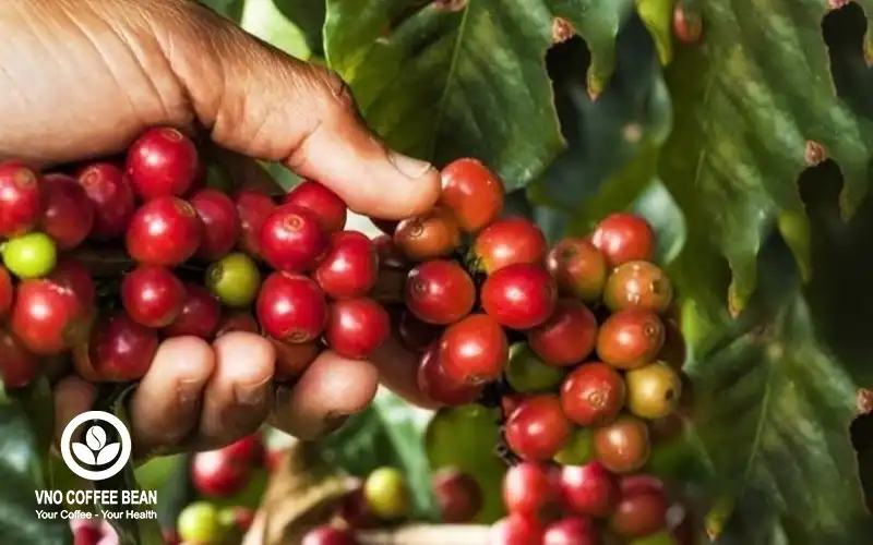 Nông Nghiệp Hữu Cơ Và Tương Lai Phát Triển Bền Vững