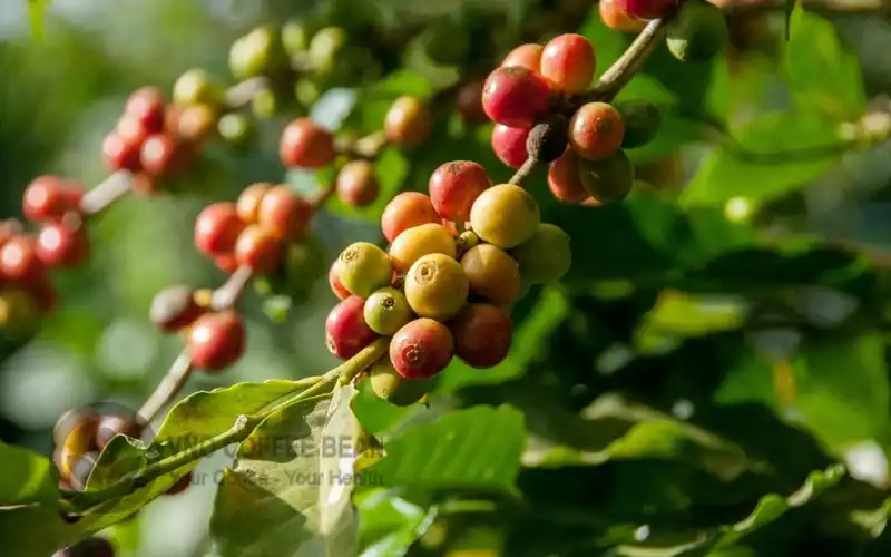Cà Phê Hữu Cơ (Organic Coffee): Hành Trình Vào Thế Giới Hương Vị Bền Vững