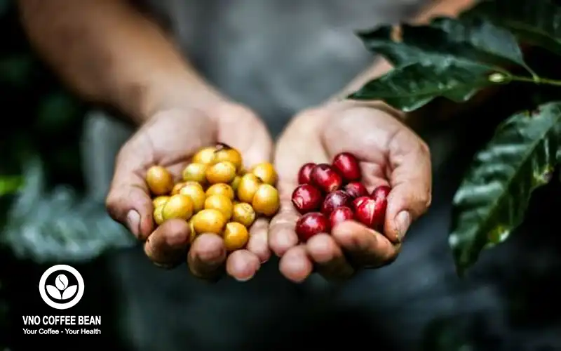 Sự Khác Biệt Giữa Cà Phê Hữu Cơ Và Cà Phê Thông Thường