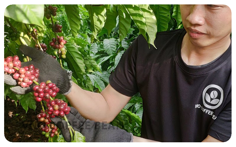 ở VNO Coffee Bean ưu tiên canh tác tự nhiên và chọn hái trái chín