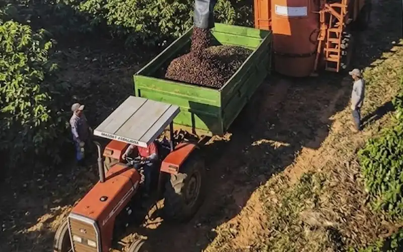 Cà phê Arabica được thu hoạch bằng máy ở Cabo Verde, Brazil. Phương pháp thu hoạch này có hiệu suất cao, nhưng sau đó phải phân loại để chọn riêng những quả cà phê đã chín.
