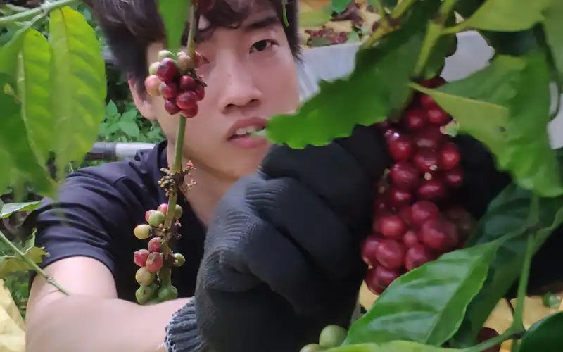 Nơi chi phí lao động thấp, quả cà phê được thu hoạch bằng tay để tối đa hóa việc thu hoạch quả chín.