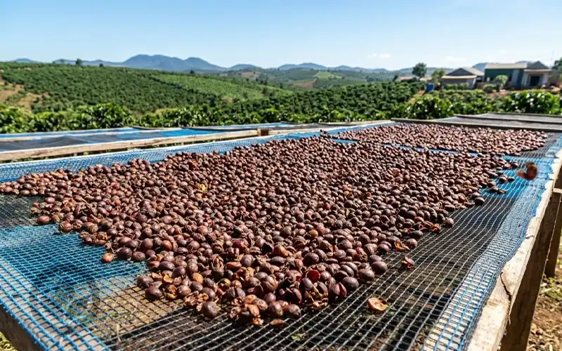 Trà vỏ Cà phê Cascara