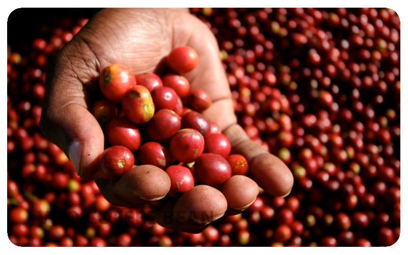 Cà phê trái chín của VNO Coffee Bean