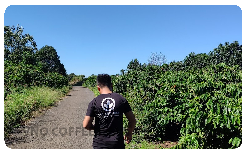 Vùng đệm tại vườn cà phê hữu cơ VNO Coffee Bean
