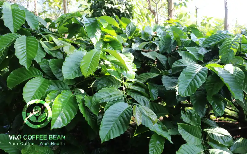 vườn cà phê hữu cơ VNO Coffee Bean kết hợp sản xuất song song